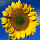 Sunflowers Wallpapers FullHD New Tab