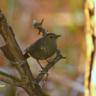 Gray Catbird