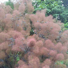 Smoke Bush