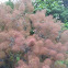 Smoke Bush