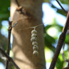 Basilica Orbweaver