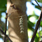 Basilica Orbweaver