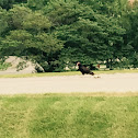 Turkey Vulture