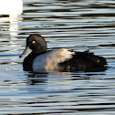 Greater scaup (male)