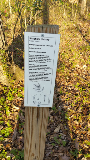 Shagbark Hickory