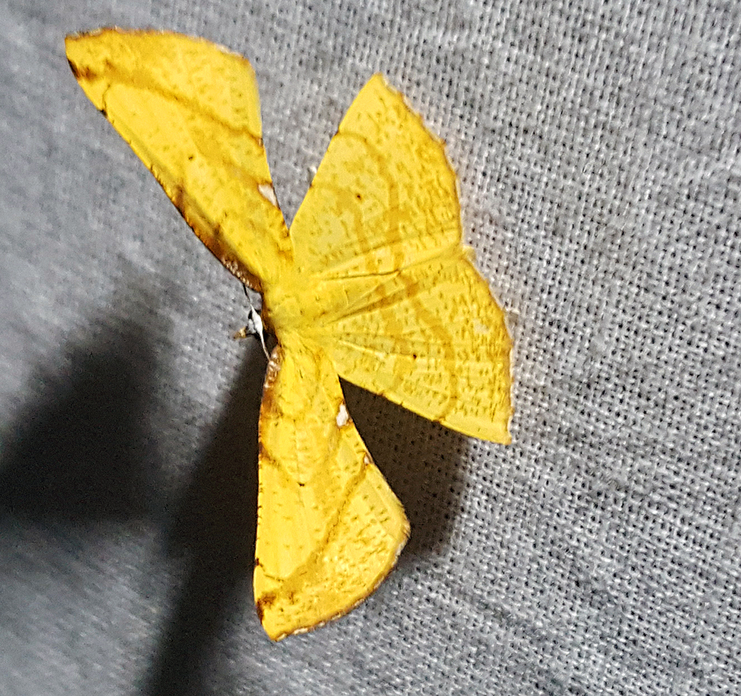 Ochre Broken-Leaf Moth