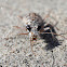 Ghost Tiger Beetle