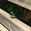 Eastern-eyed click beetle