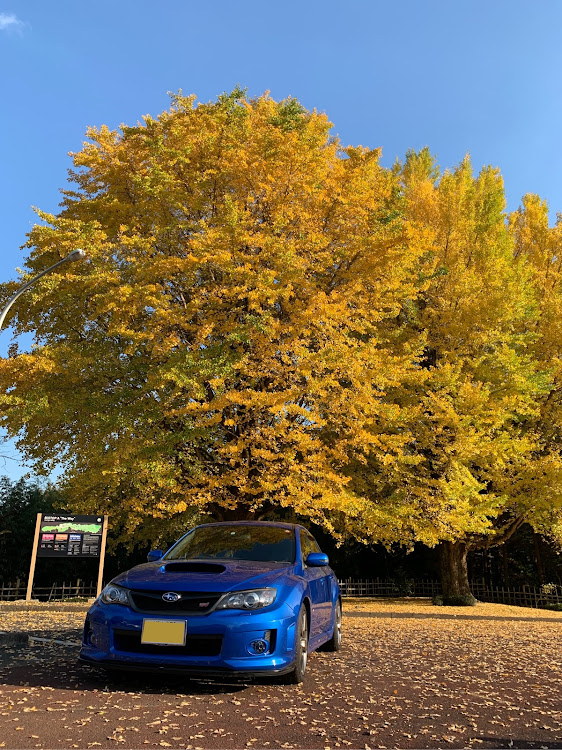 WRX STIのイチョウの木の下でに関するカスタム事例の投稿画像2枚目