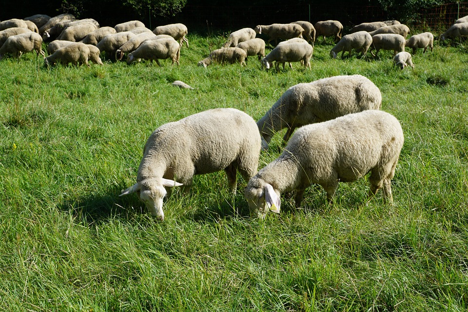 Sheep, Pasture, Meadow, Grey,