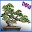 Bonsai ideas Download on Windows
