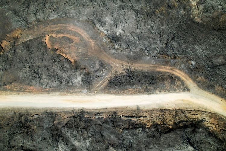 View of a burned forest following a wildfire, near the village of Avantas in the region of Evros, Greece, August 28, 2023.