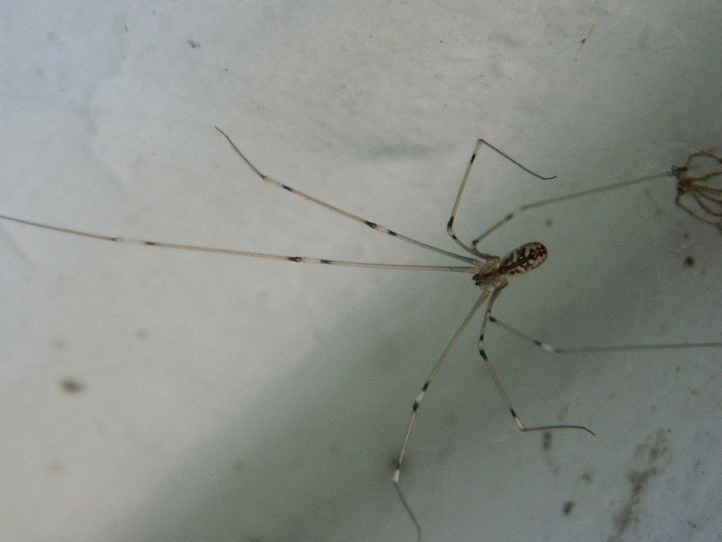 The marbled cellar spider