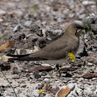 Collared Pratincole; Canastera