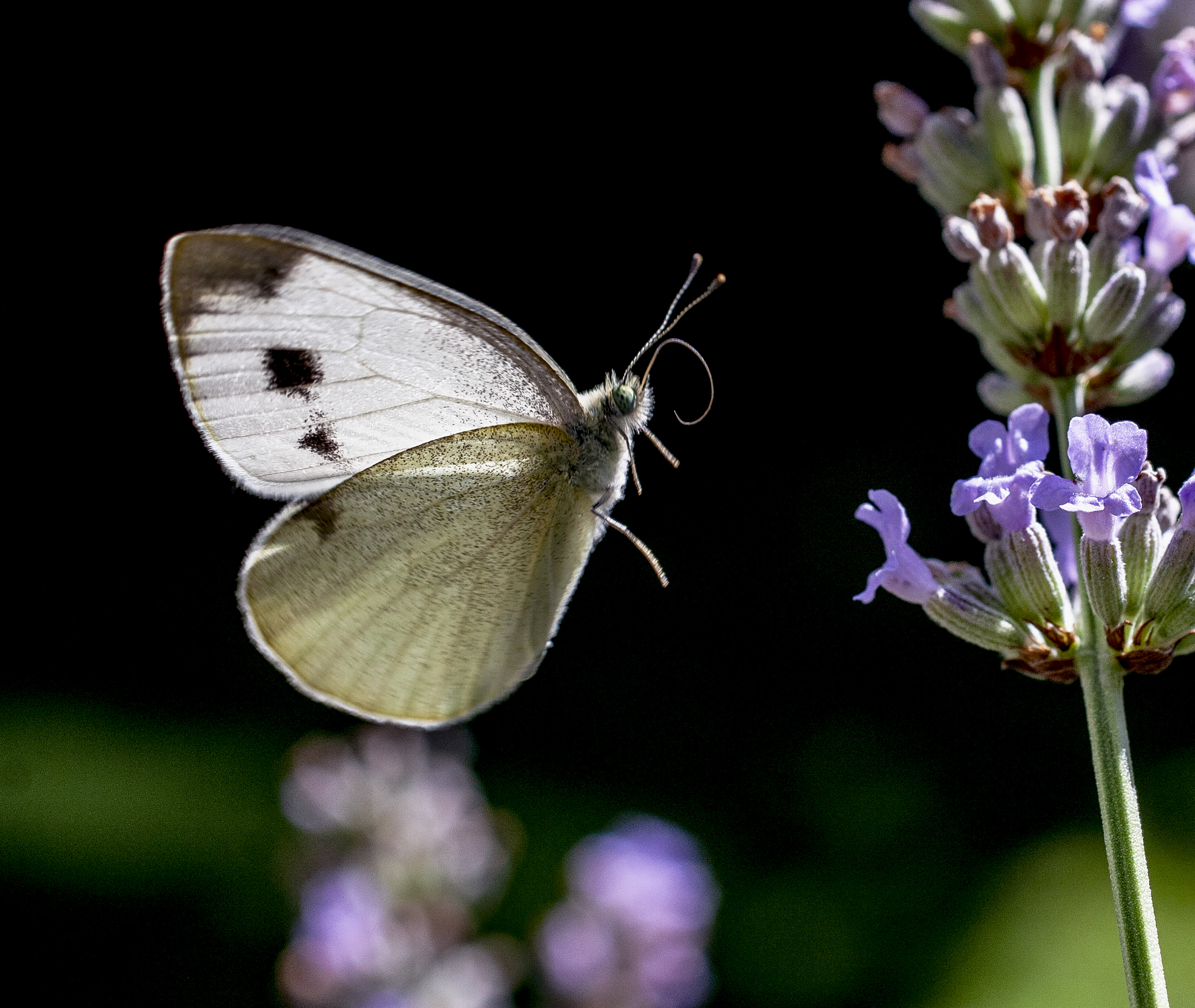 flying butterfly di Sagit64