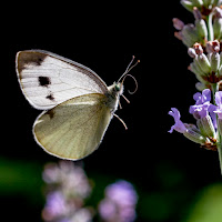 flying butterfly di 