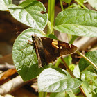 Silver-Spotted Skipper