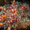 Item logo image for Sea anemones playing among the coral reefs