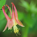 Wild Columbine