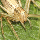 Lynx Spider