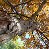 shagbark hickory