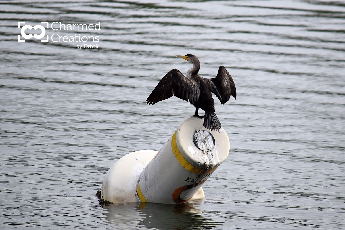 Double-crested Cormorant