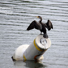 Double-crested Cormorant