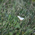 Carrot seed moth