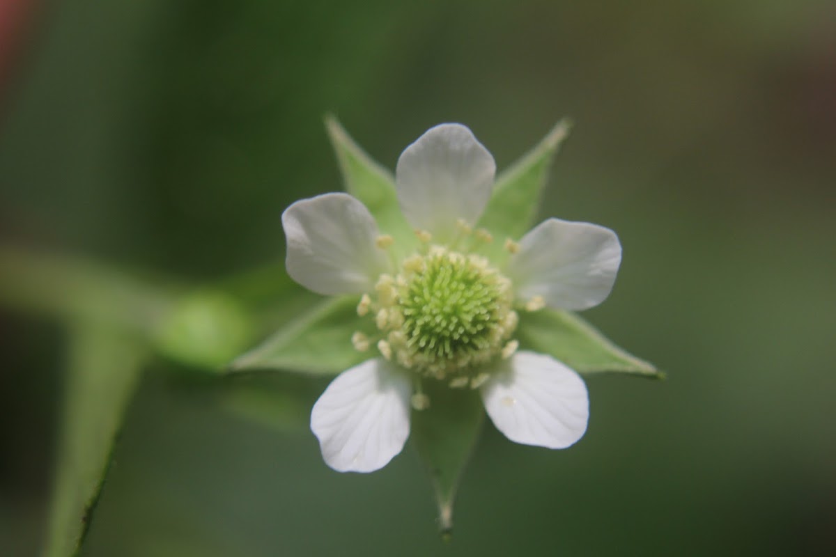 White Avens