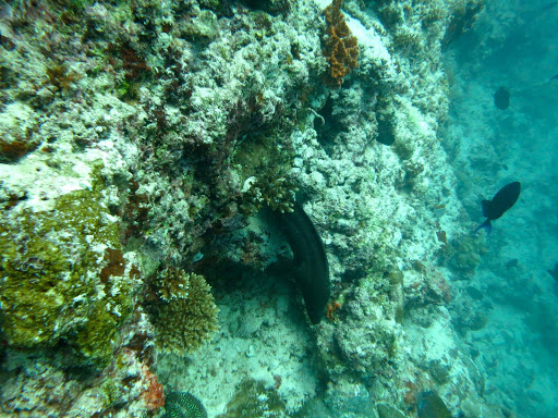 Underwater in The Maldives 2014