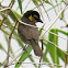 Black-necked weaver