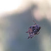 Gasteracantha?