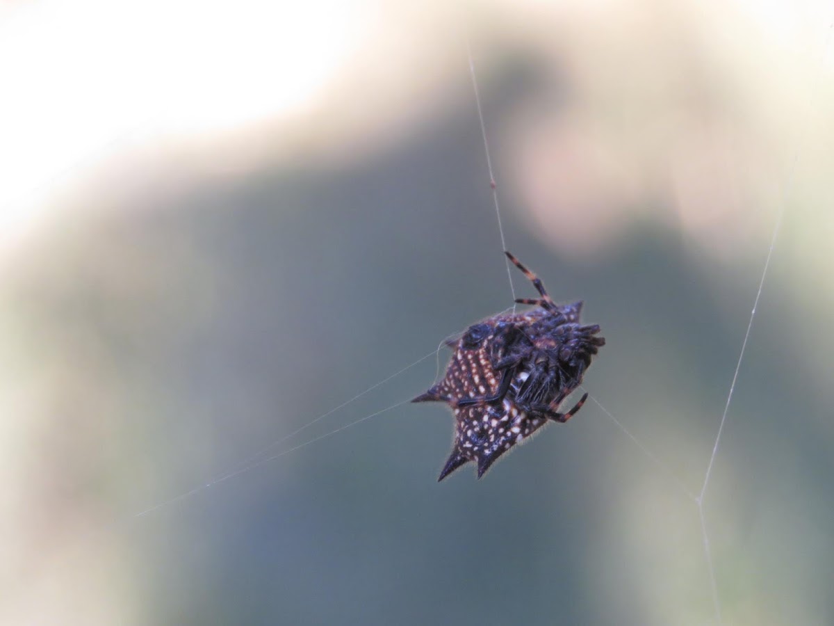 Gasteracantha?