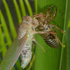 Hieroglyphic Cicada