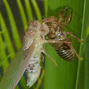 Hieroglyphic Cicada