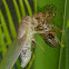 Hieroglyphic Cicada