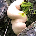 Fungus