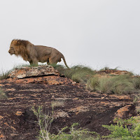 Kenya-Anche i Leoni hanno ...un'anima di 