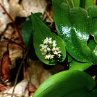 Wild Lily-of-the-Valley