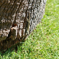 Le linee naturali più comuni... di 