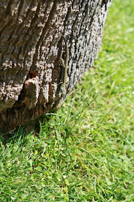 Le linee naturali più comuni... di Fede33@