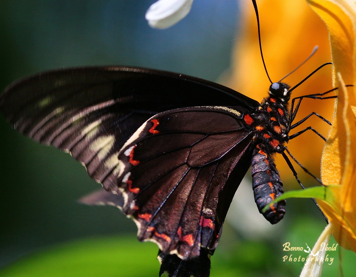 Polydamas Swallowtail