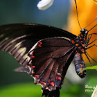 Polydamas Swallowtail