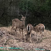 White-tailed deer