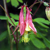 Red Columbine