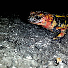 Fire Salamander