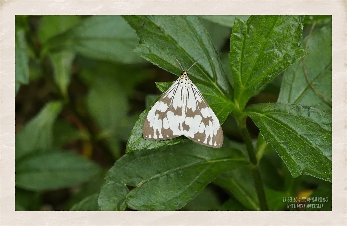 Nyctemera adversata 異粉蝶燈蛾