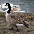 Canada Goose