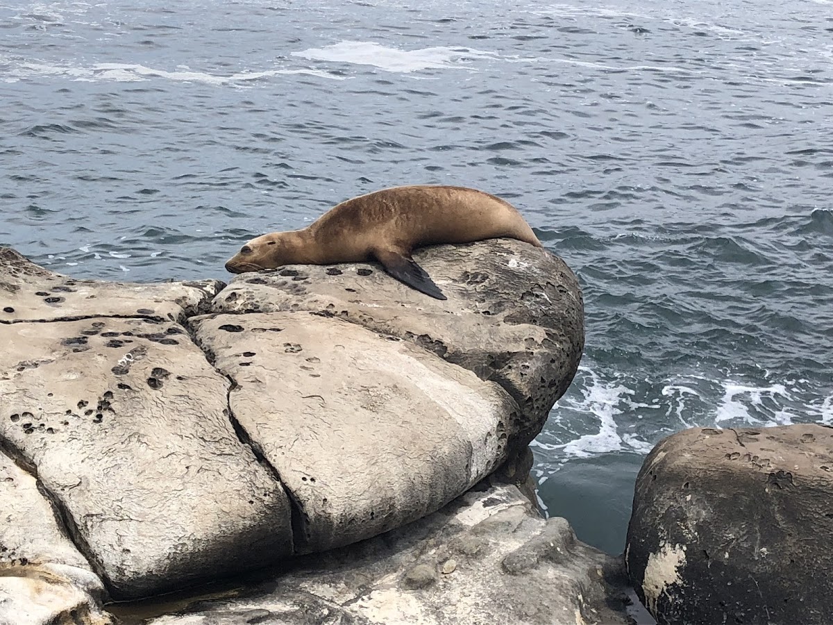 California sea lion