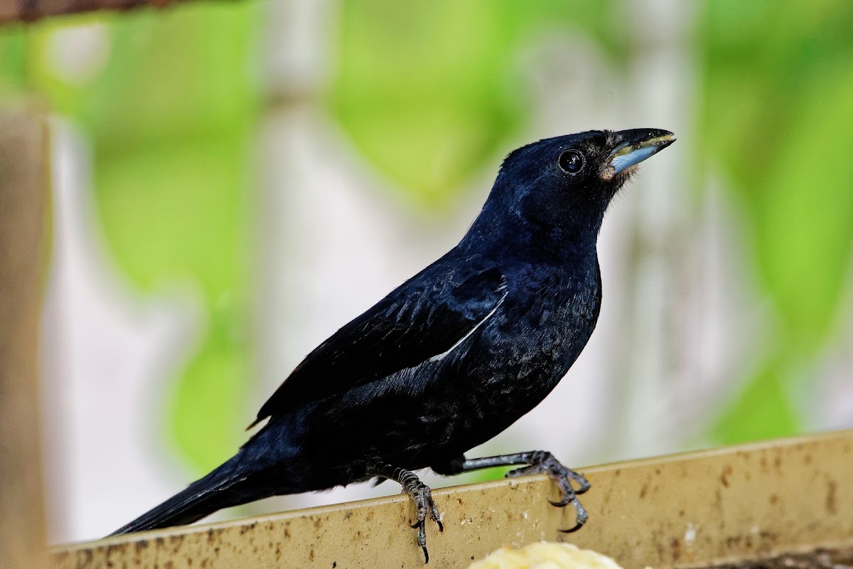 Tiê-preto (Ruby-crowned Tanager)